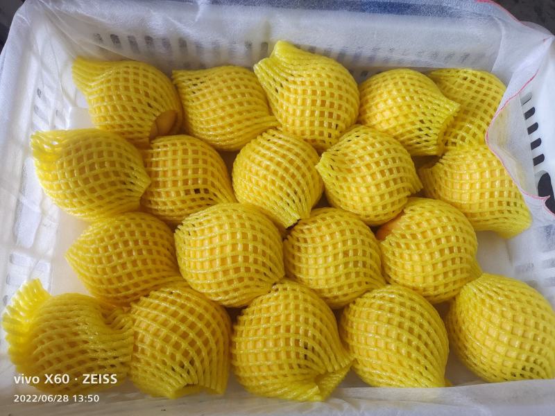 锦香黄桃大量上市