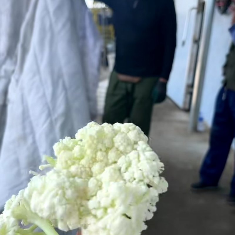 河北菜花大量上市冷库打包一条龙服务