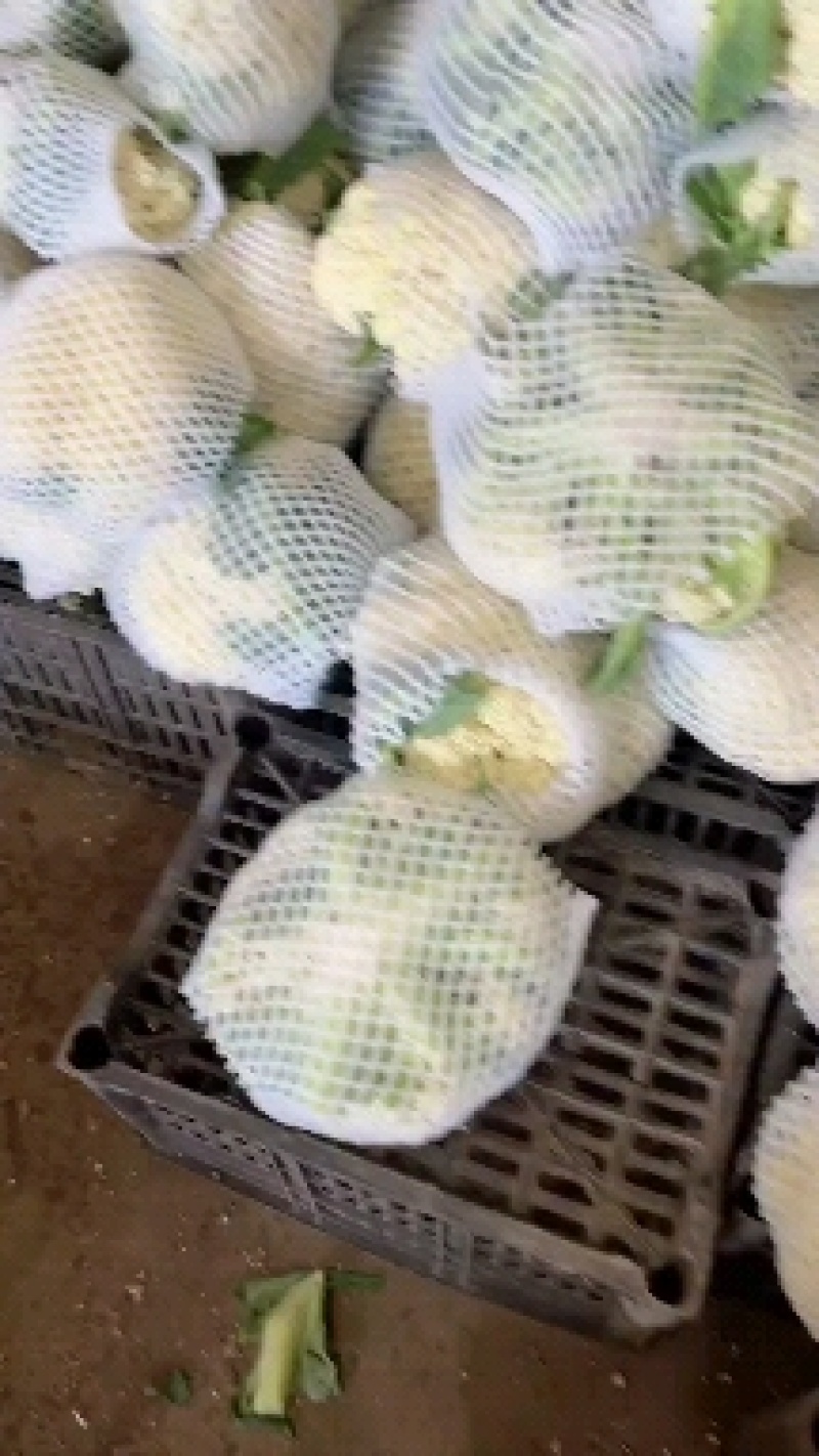 河北菜花大量上市冷库打包一条龙服务