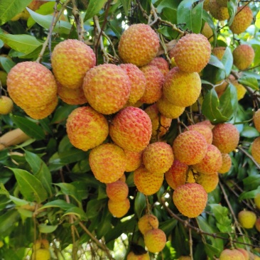 兰竹茘枝