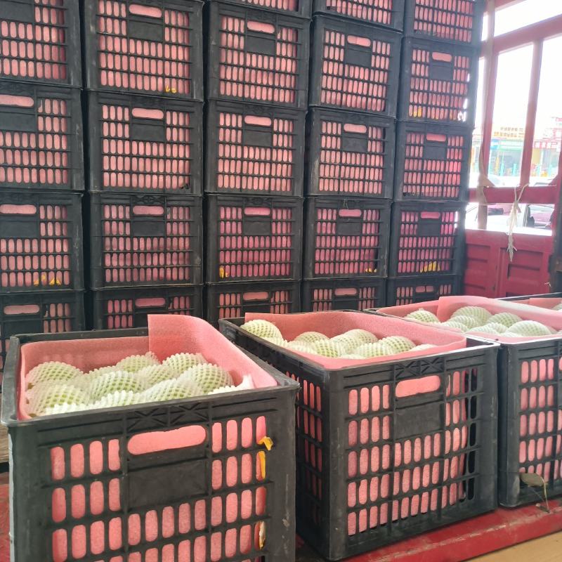酥脆一号梨，，翠冠。货源充足，产地直发保甜