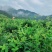 湖南张家界原产地莓茶