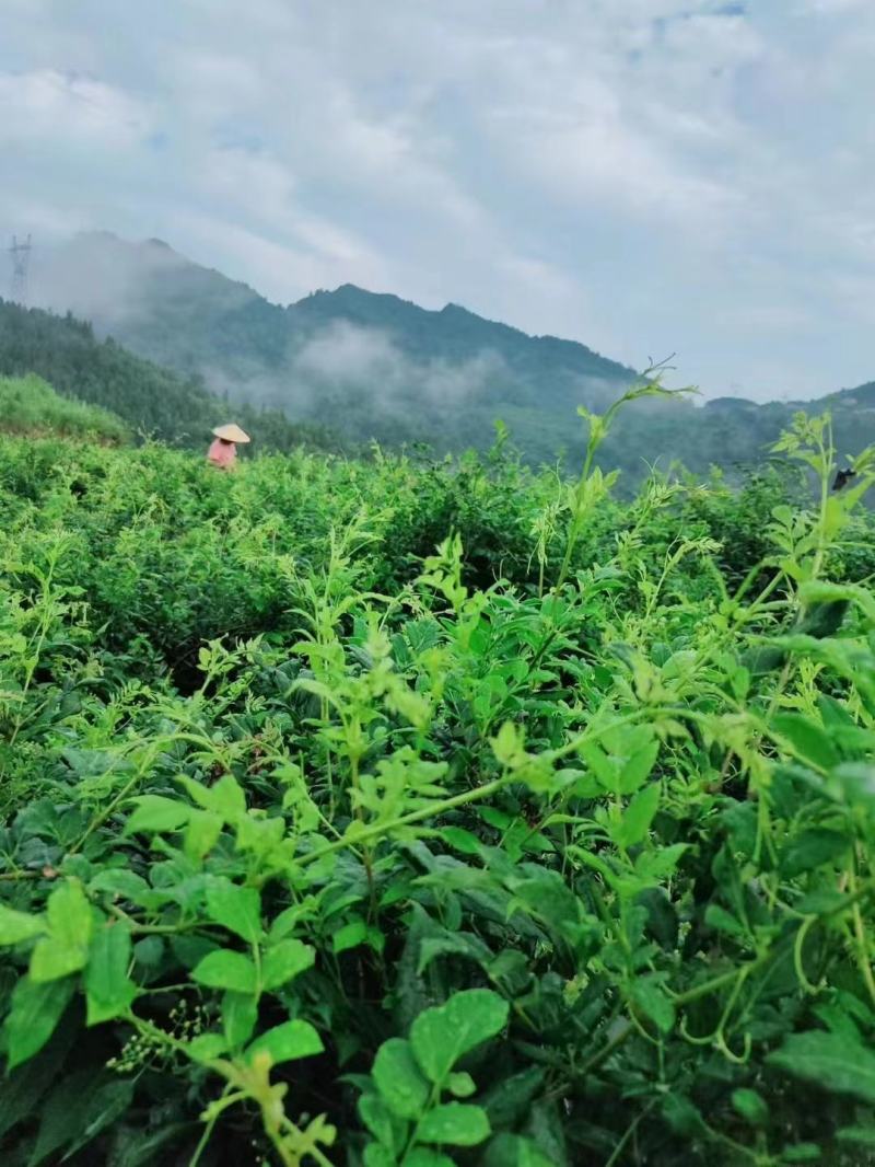 湖南张家界原产地莓茶
