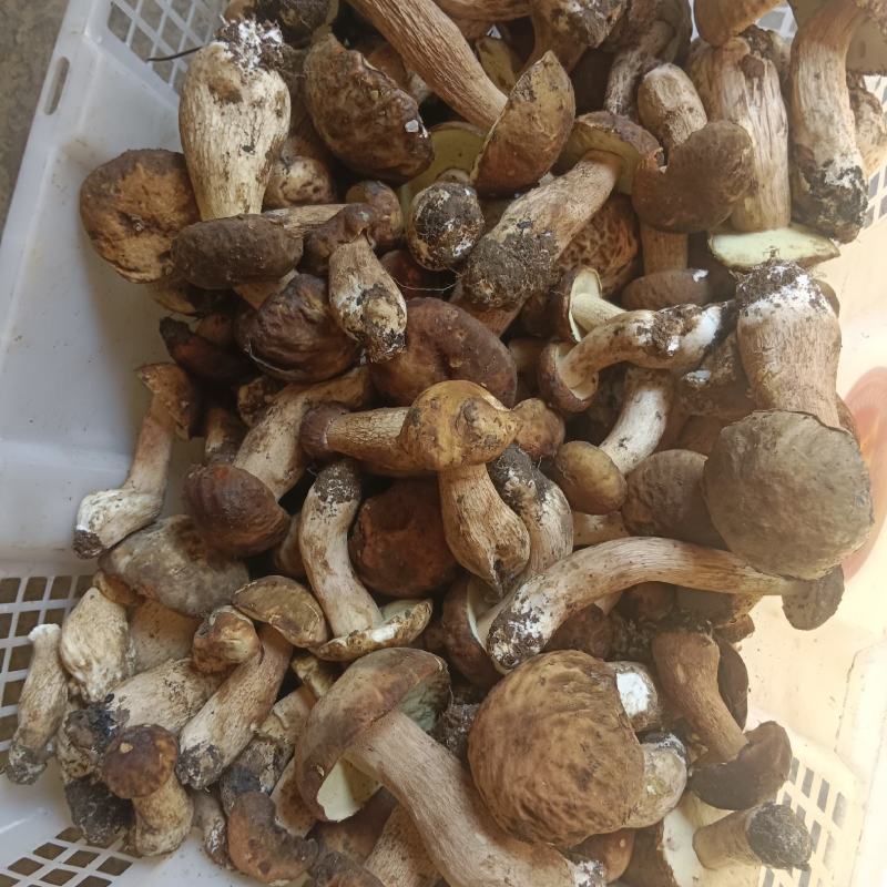 一手货源，大量批发，价格便宜