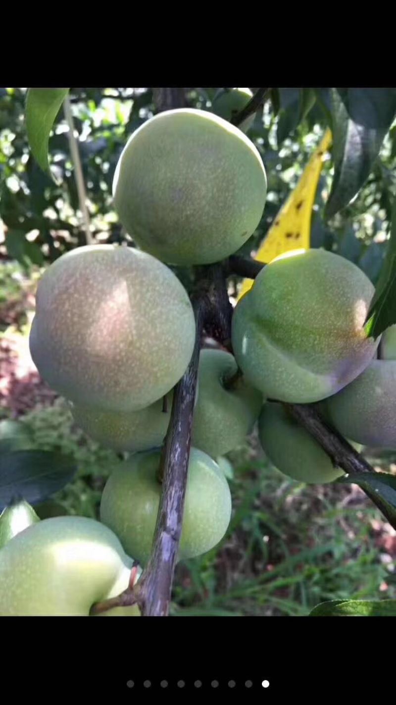 又脆又甜，个头大，茵红李！