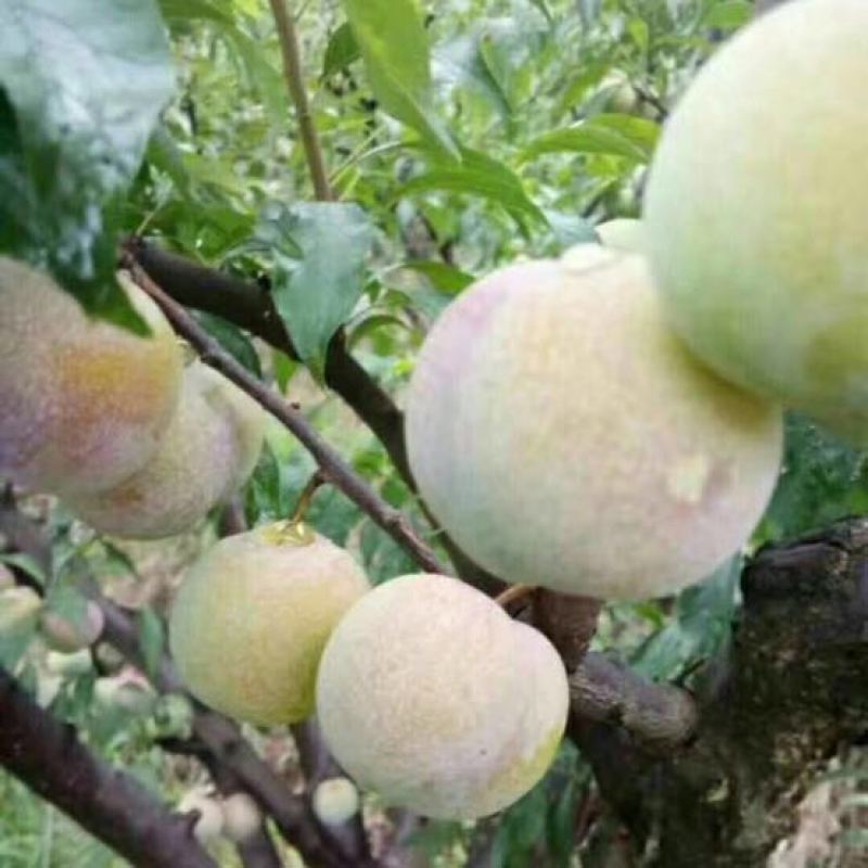 又脆又甜，个头大，茵红李！