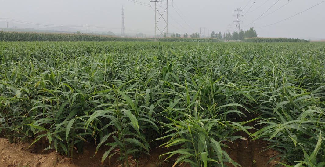 展示在温室中种植生姜的场景,适合北方秋季种植 生姜温室种植实景图