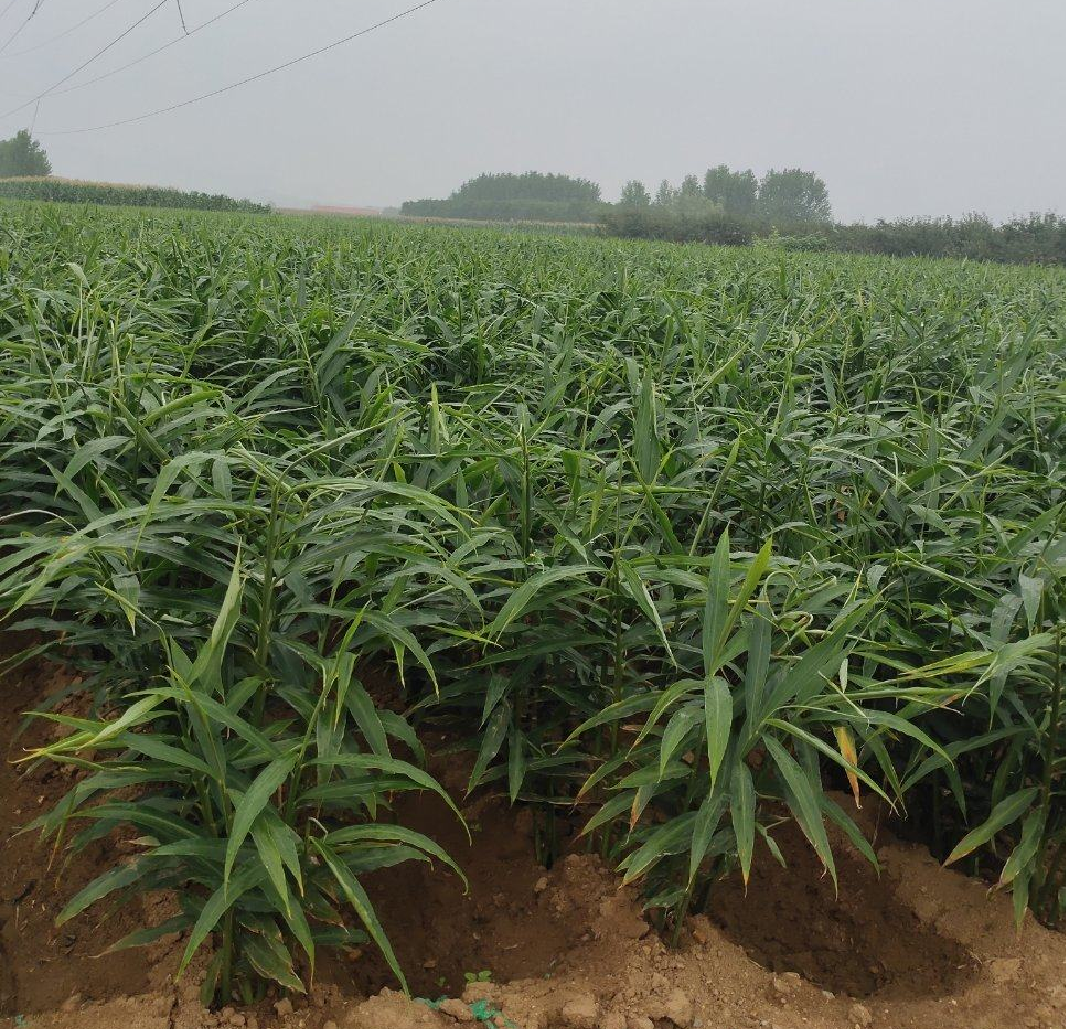 大黄姜田间种植实景