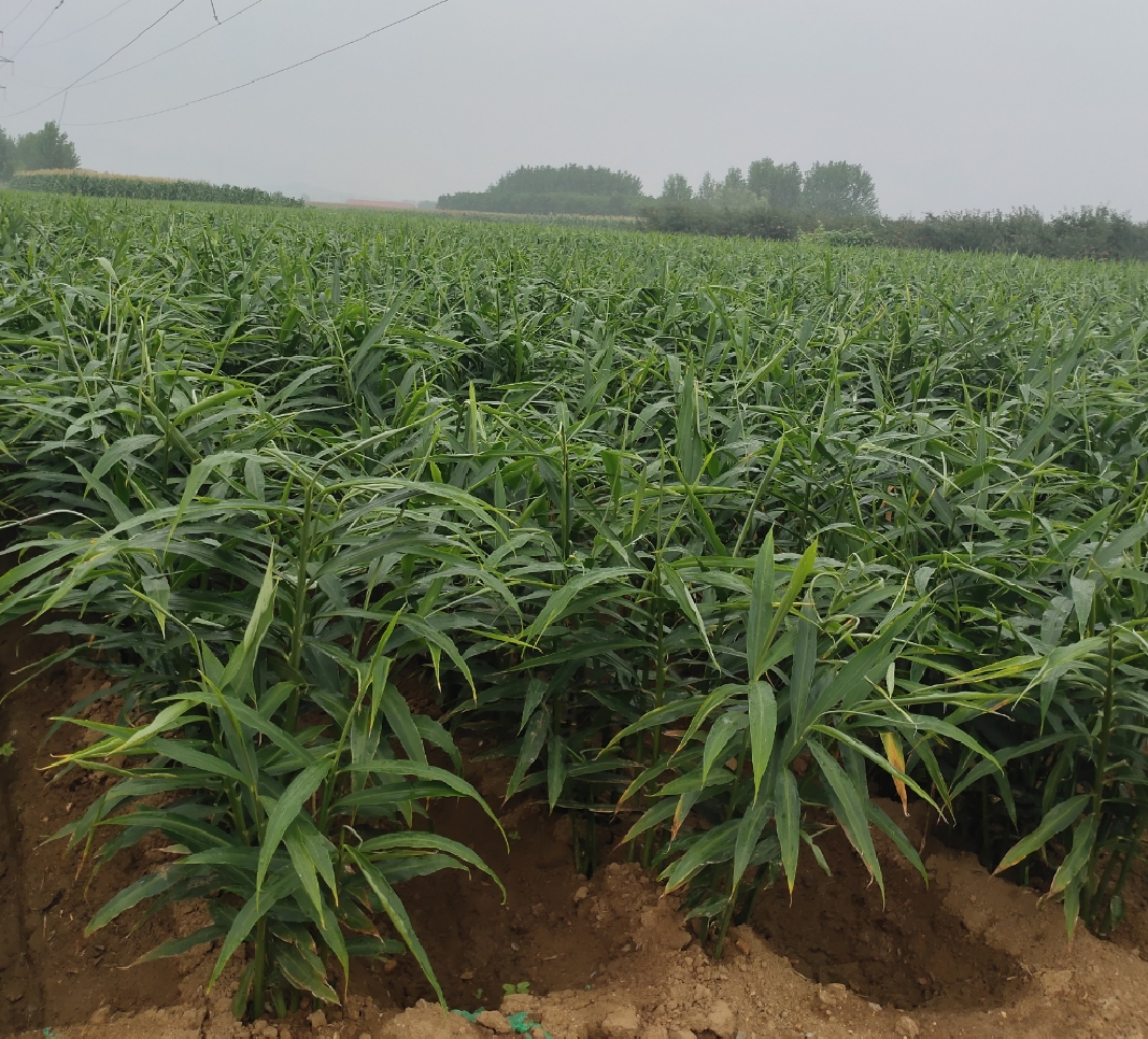大黄姜种植基地航拍图,展示连片种植的规模化景象 大黄姜种植基地航拍图