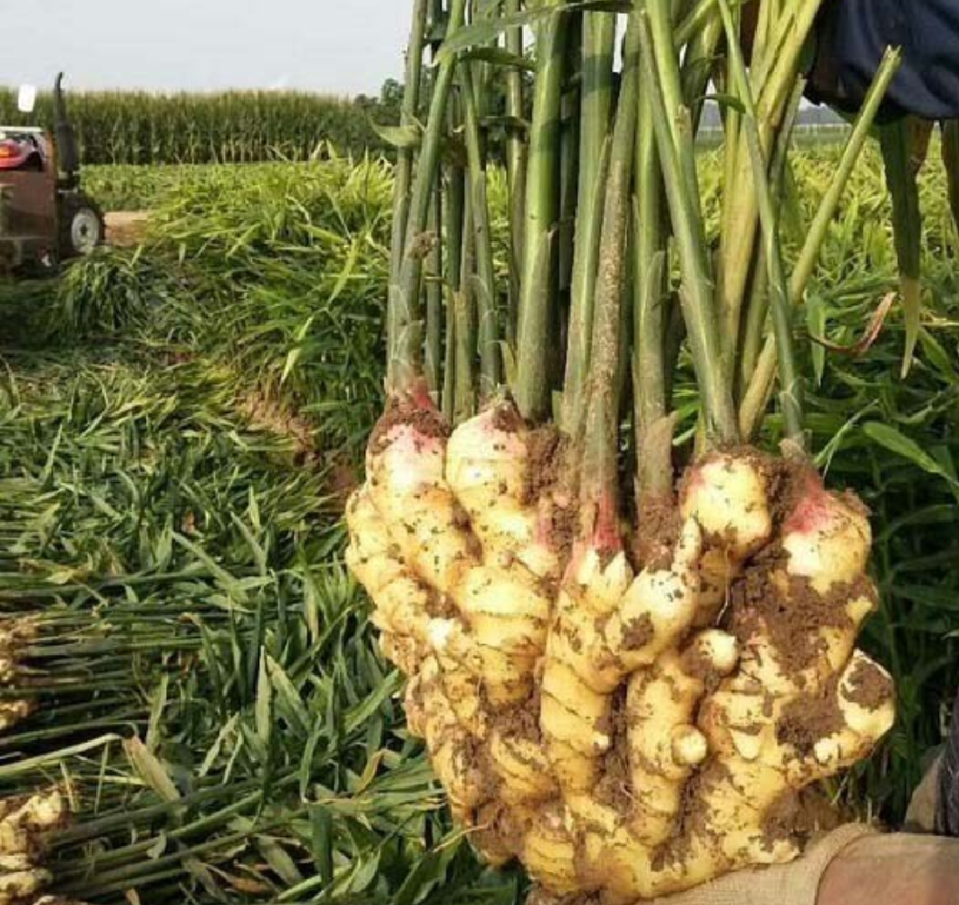 生姜营养成分图表