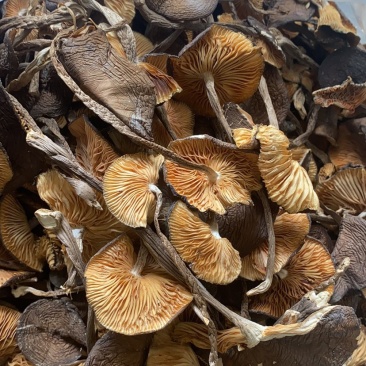 黑皮鸡枞菌