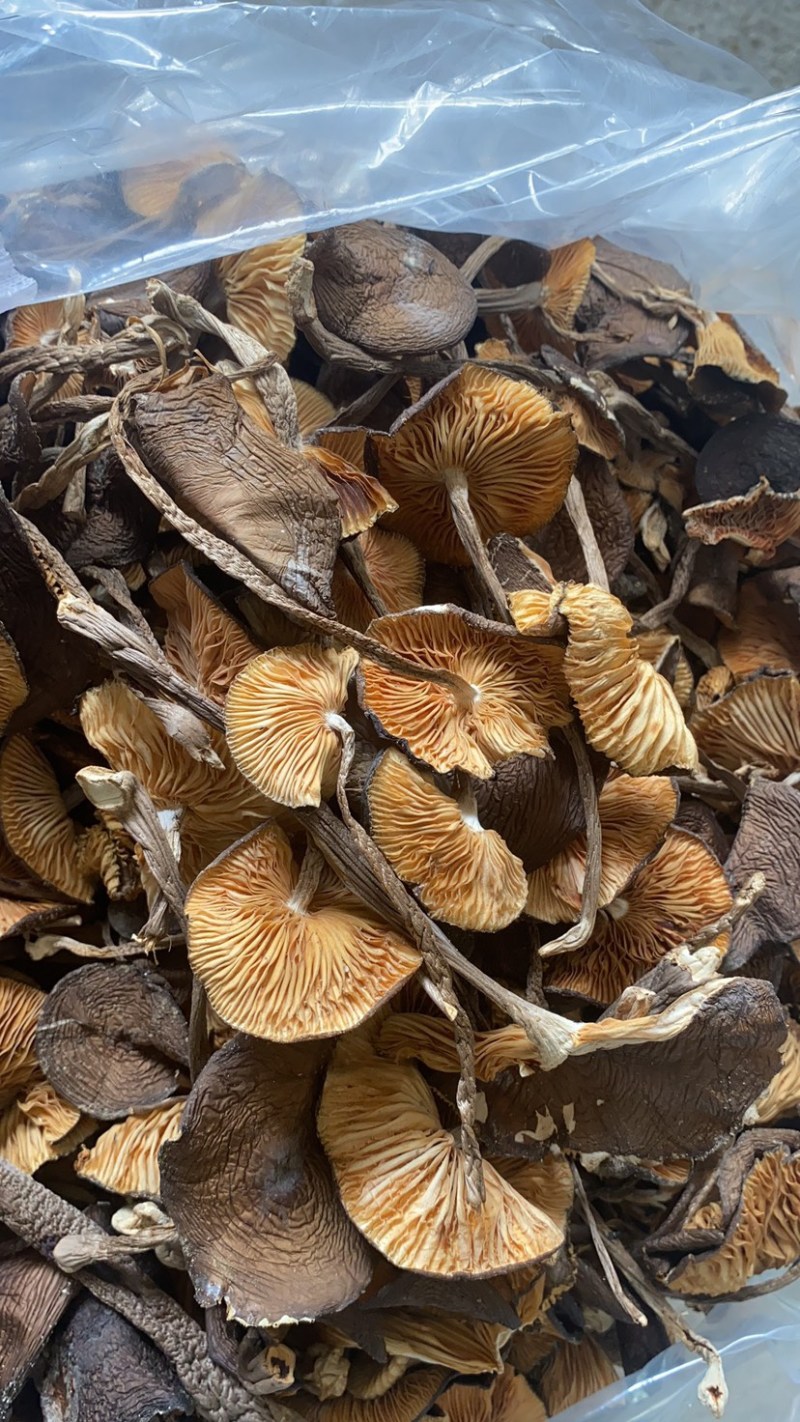 黑皮鸡枞菌