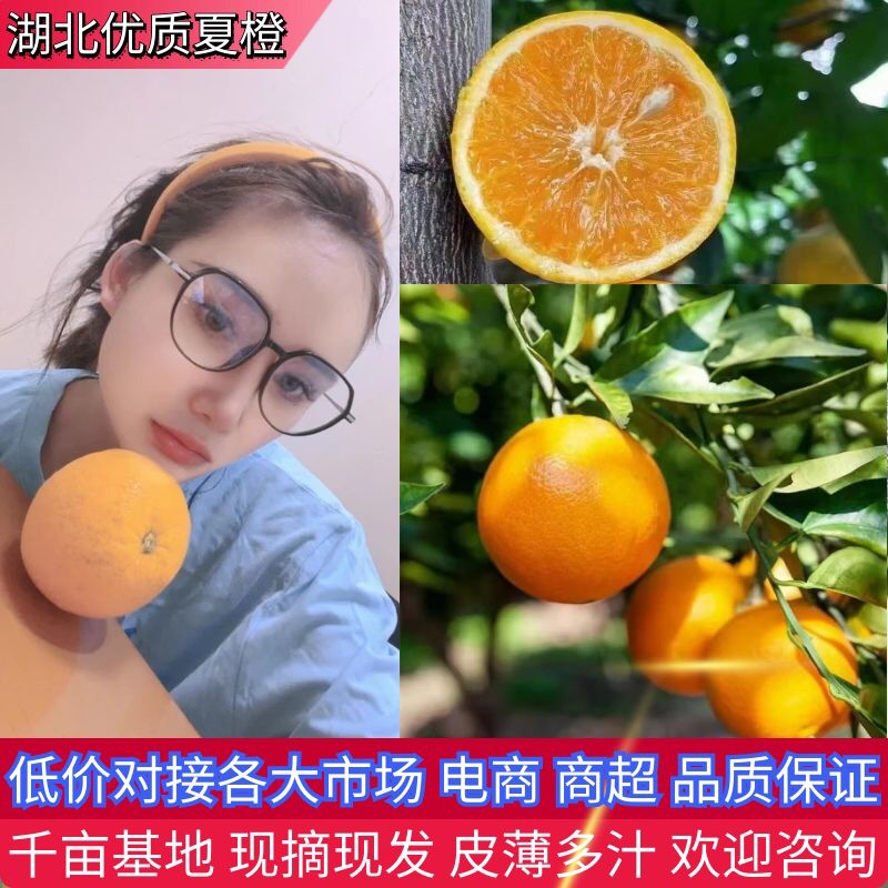 橙子/夏橙/湖北橙子/秭归甜橙/皮薄多汁【湖北夏橙】