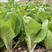 耐热耐雨水速生小白菜种子白帮绿叶品相好抗病性强