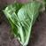耐热耐雨水速生小白菜种子白帮绿叶品相好抗病性强