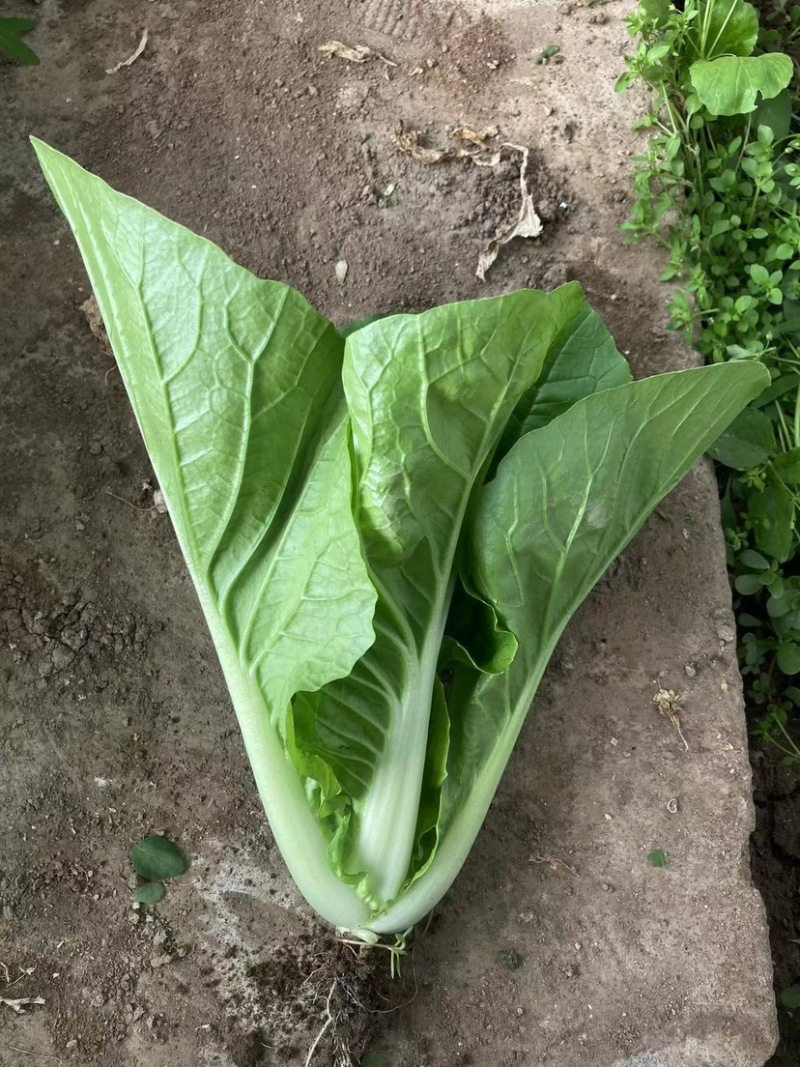 耐热耐雨水速生小白菜种子白帮绿叶品相好抗病性强