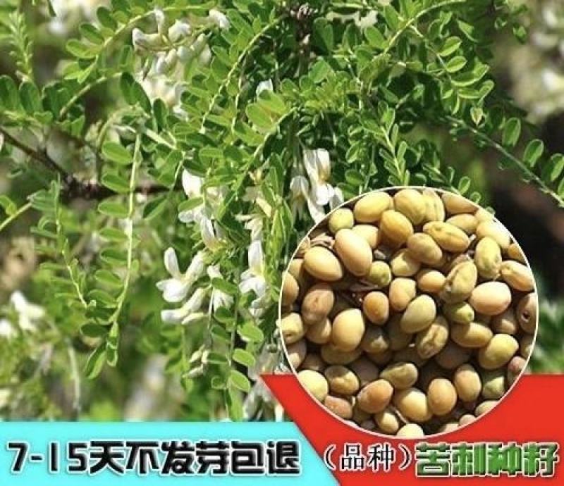 苦刺种子白刺花种子当年新种林木种子量大优惠
