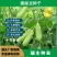 猪屎豆，灌木种子种四季易活灌木猪屎豆矿山护坡绿化园林造景