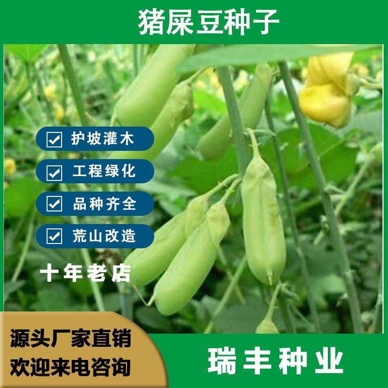 猪屎豆，灌木种子种四季易活灌木猪屎豆矿山护坡绿化园林造景