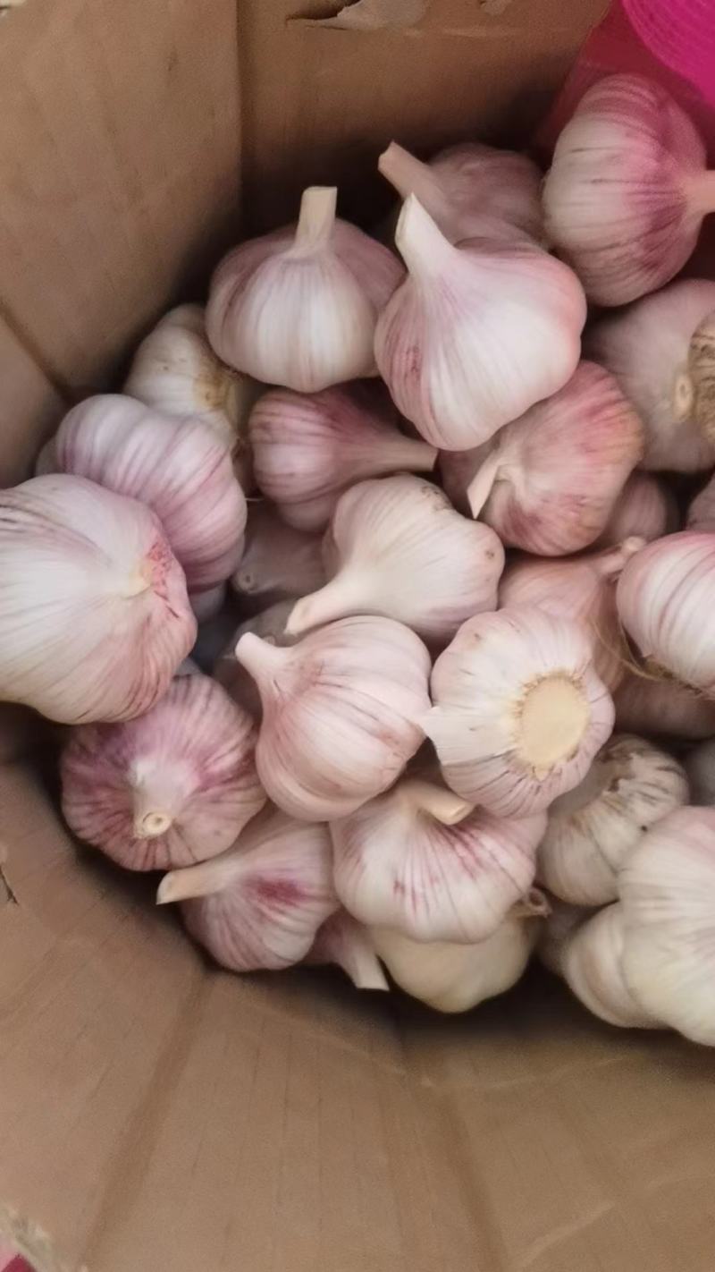 紫皮蒜大量供应专业储存大蒜对接电商市场代发全国量大从优