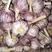 紫皮蒜大量供应专业储存大蒜对接电商市场代发全国量大从优
