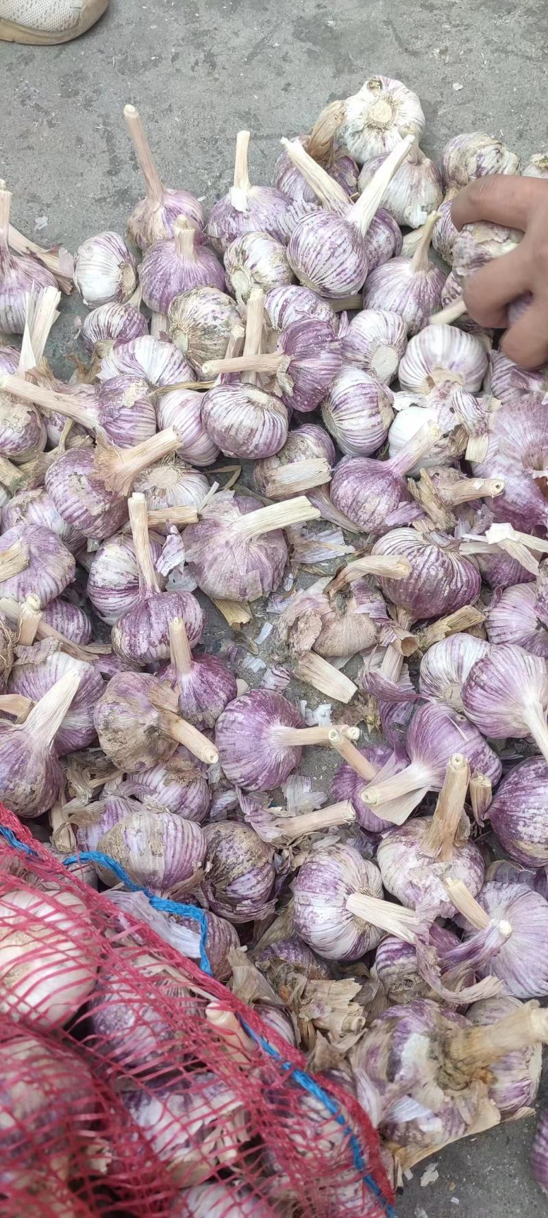 紫皮蒜大量供应专业储存大蒜对接电商市场代发全国量大从优