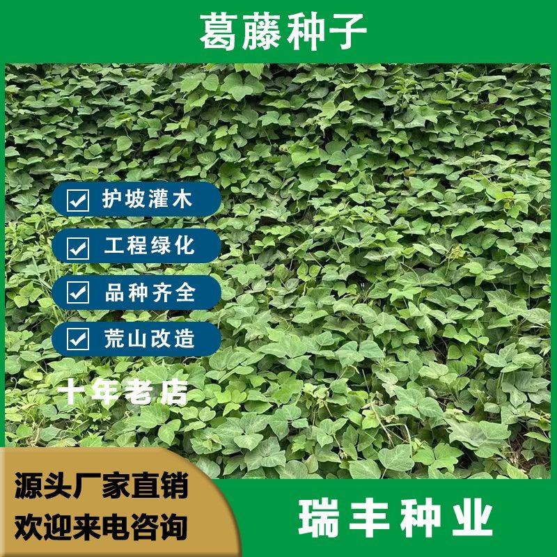 葛藤种子护坡种籽百花银背藤野葛根边坡绿化藤本植物沙土巩固