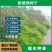 紫穗槐种子护坡工程灌木种子多年生棉槐穗花槐紫翠槐板条蜜源