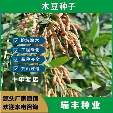 木豆草种子木豆种子灌木种子园林绿化食用饲料草籽多年生灌木