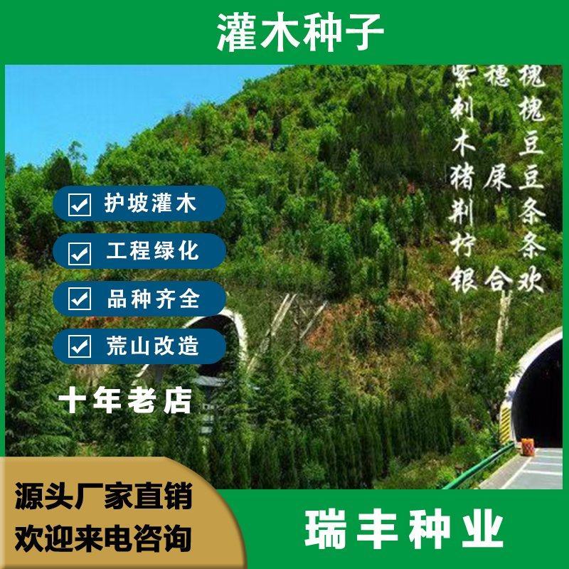 灌木种子紫穗槐刺槐猪屎豆银合欢种子公路绿化护坡固土草种籽