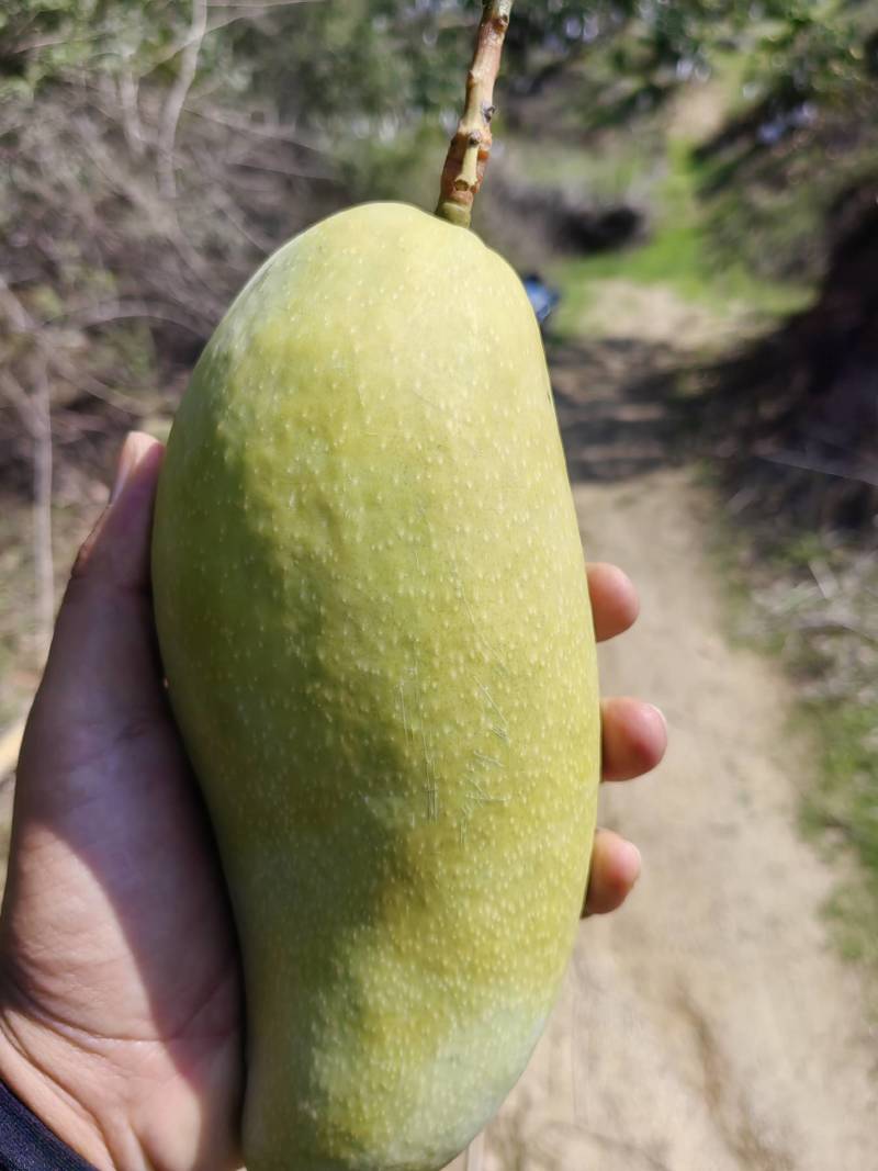 攀枝花黄白袋大青芒金煌芒对接市场社区团购产地直销