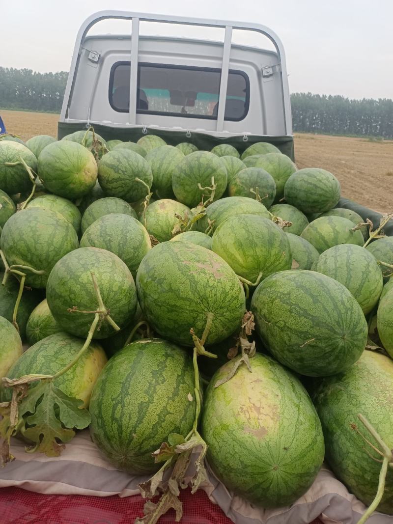 黄河滩西瓜龙卷风上市中