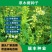 草木樨种子草木犀蜜源植物黄花草牧草型绿肥耐寒
