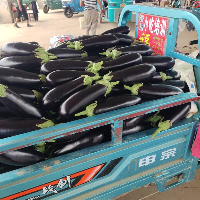 茄子黑宝大量上市烧烤茄黑金刚布来迪