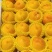 黄金蜜1号