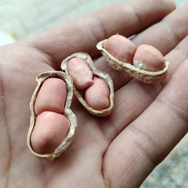 今年手工选南方花生生花生带壳水洗湖南早花生干货种子