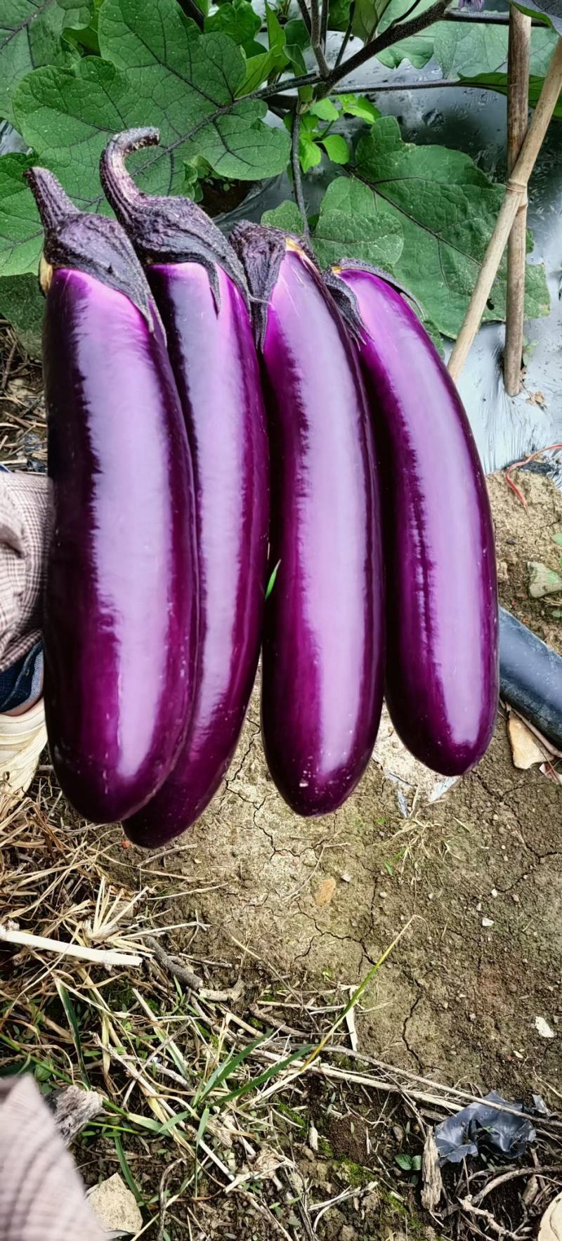 茄子黄瓜大量上柿