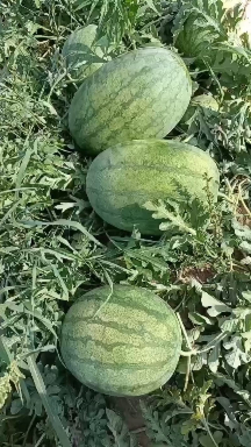 西瓜，河北西瓜大量，量上市，皮毛亮，沙地货，全国发货。