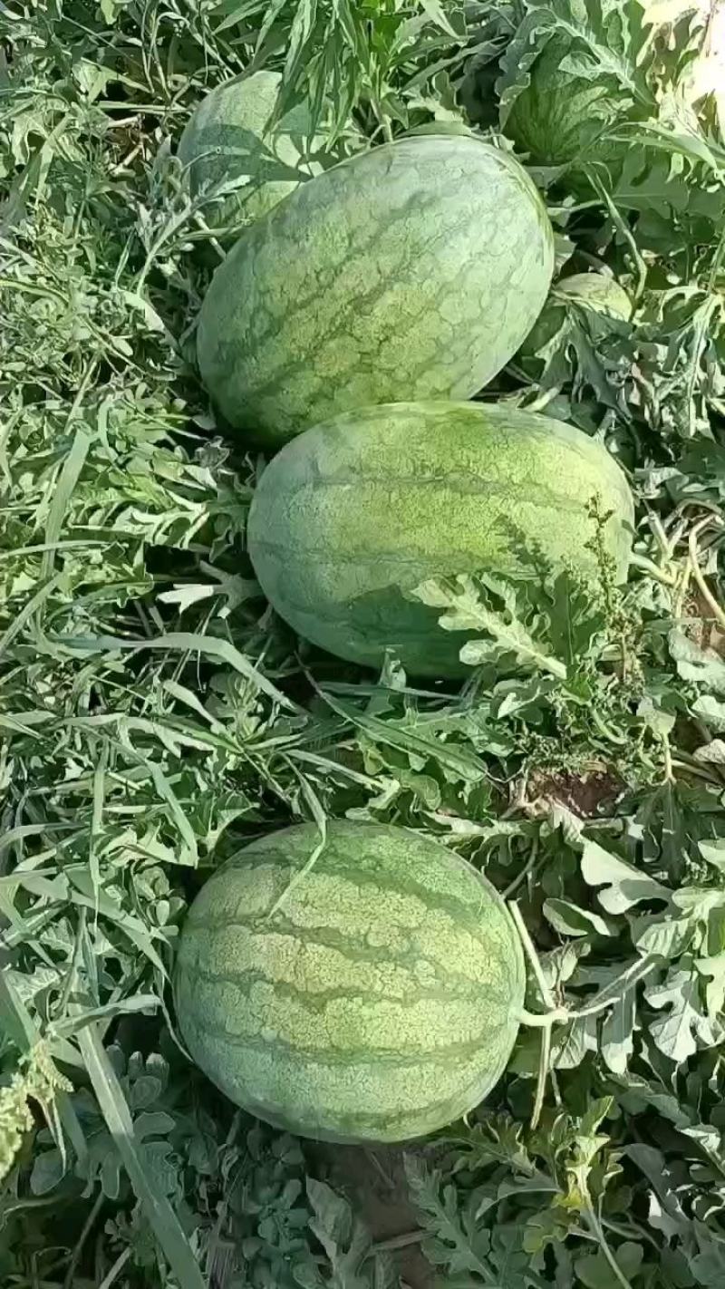 西瓜，河北西瓜大量，量上市，皮毛亮，沙地货，全国发货。