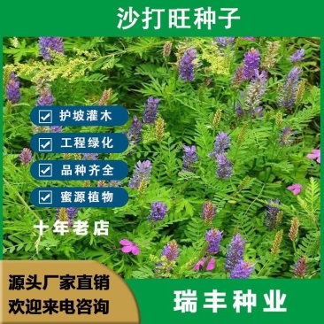 新采集沙打旺种子多年生牧草防沙固土护坡耐寒耐旱
