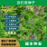 新采集沙打旺种子多年生牧草防沙固土护坡耐寒耐旱