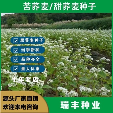 优质甜荞麦种子苦荞麦种子易种易活发芽率高芽苗菜高产荞麦