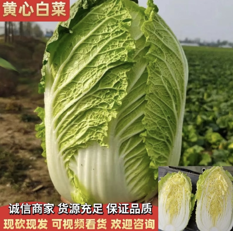 【精】黄心大白菜个大质优/火爆热卖欢迎来电咨询！！