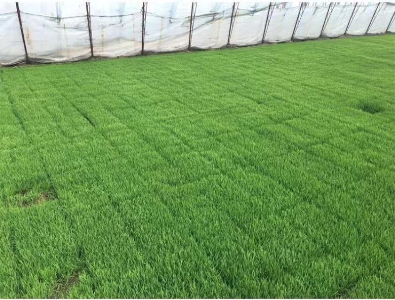 水稻育秧基质秧苗基质土