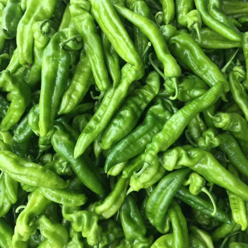 河南精品薄皮椒大青椒新鲜上市货量足对接全国