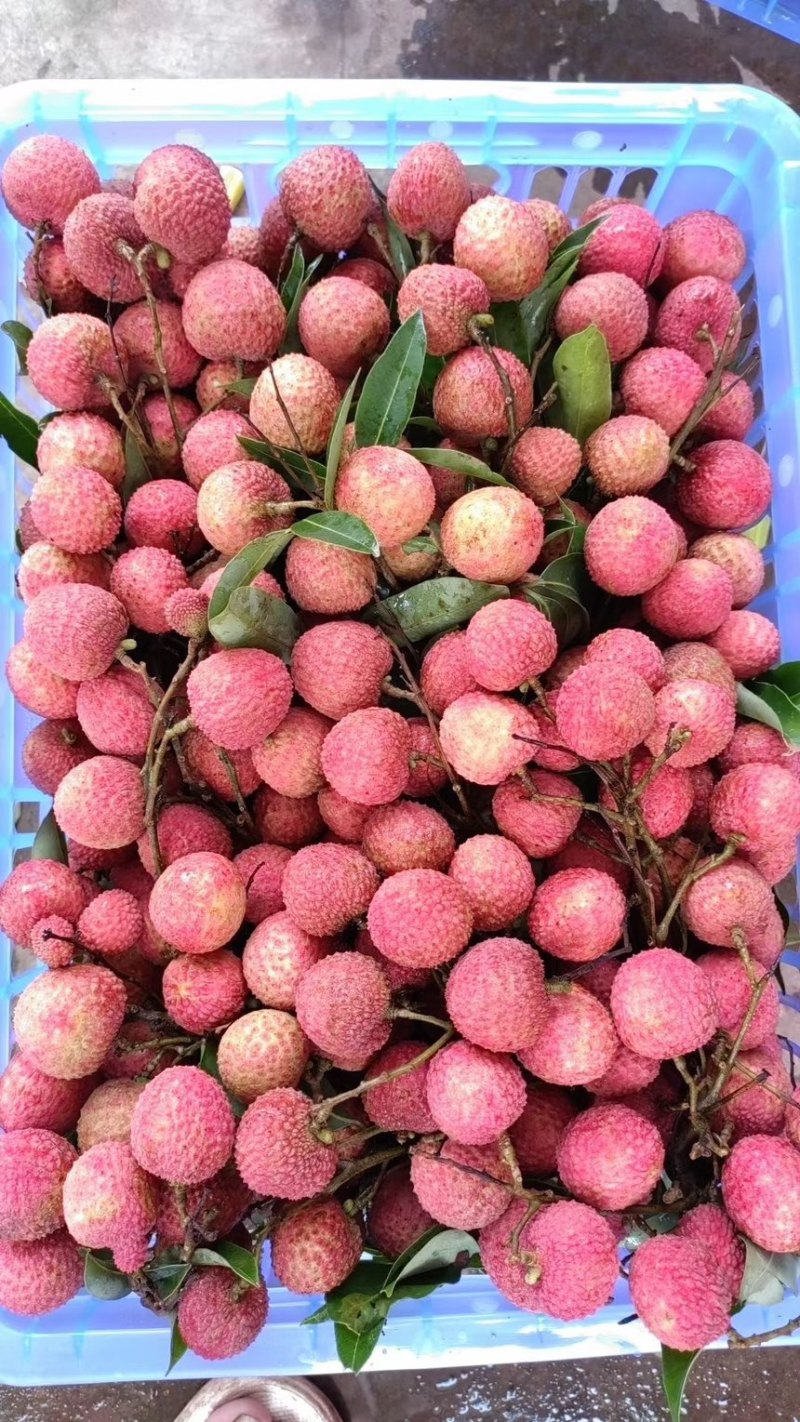 广西桂林麻洞桂味荔大量上市，肉厚核小，爆甜