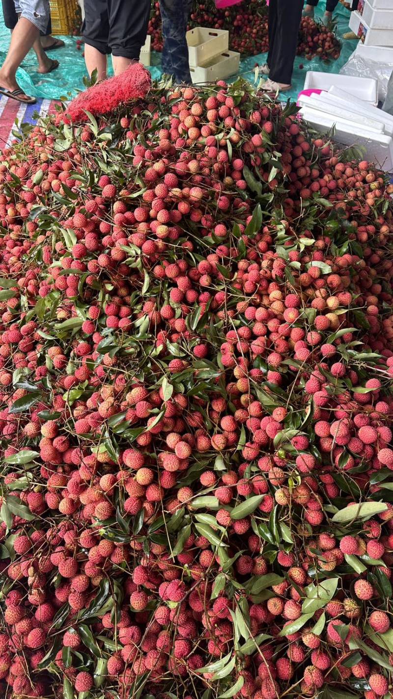 广西桂林麻洞桂味荔大量上市，肉厚核小，爆甜