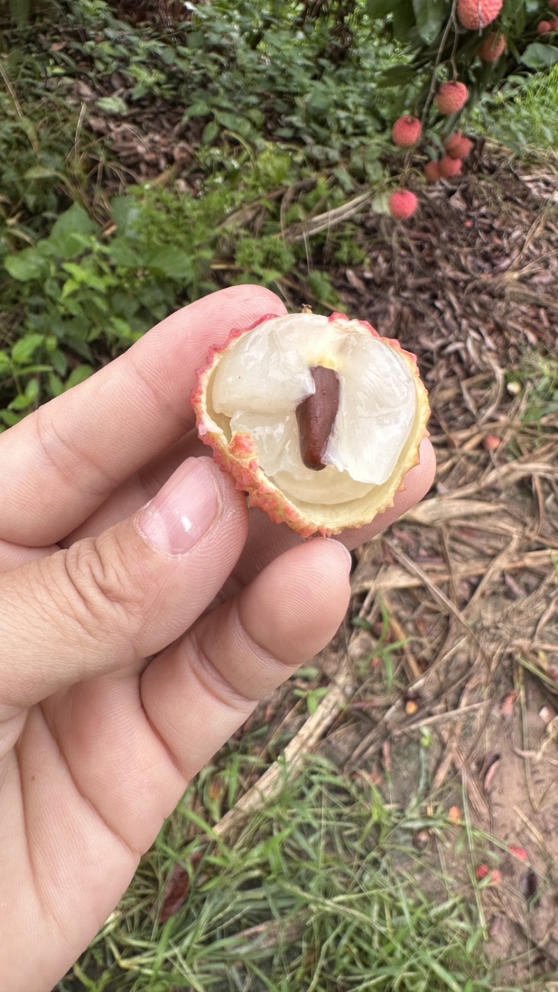 广西桂林麻洞桂味荔大量上市，肉厚核小，爆甜