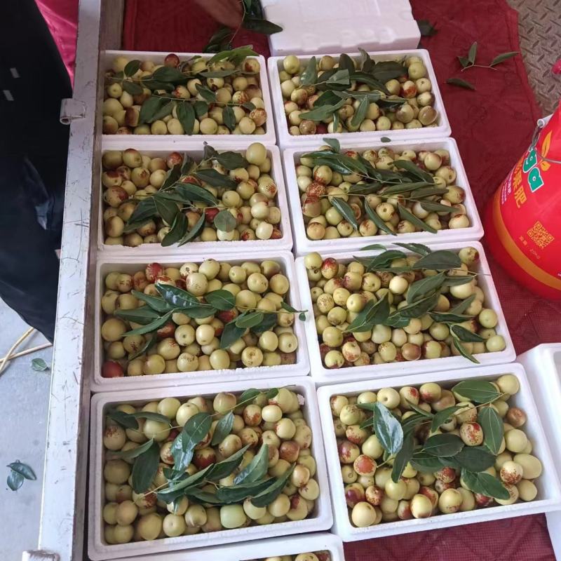 电商货一件代发大棚鲜枣对接商超，批发档口，诚信代办