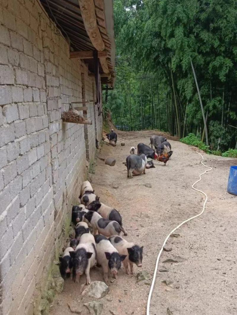 巴马香猪